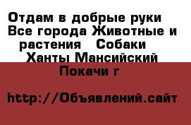 Отдам в добрые руки  - Все города Животные и растения » Собаки   . Ханты-Мансийский,Покачи г.